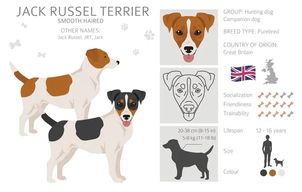 Jack Russel Terrier Dalam Pose Yang Berbeda Dan Warna Mantel - Stok Vektor