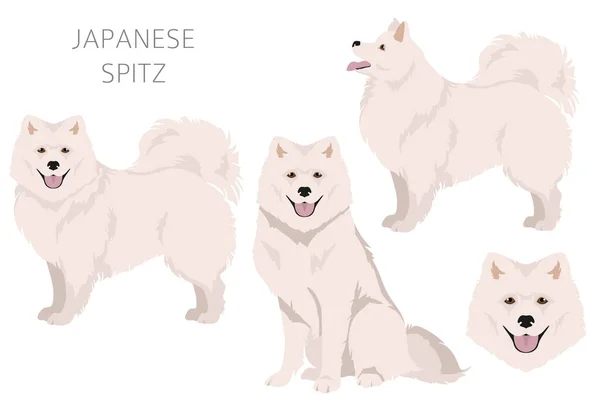 Clipart Spitz Japonês Poses Diferentes Conjunto Cores Casaco Ilustração Vetorial —  Vetores de Stock