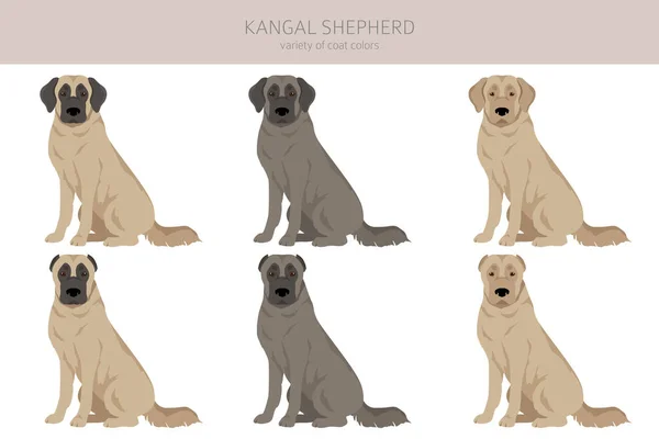 Kangal Shepherd Dog Clipart Různé Barvy Srsti Nastaveny Vektorová Ilustrace — Stockový vektor