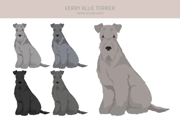 Kerry Blue Terrier Clipart Posate Diverse Colori Del Cappotto Impostati — Vettoriale Stock