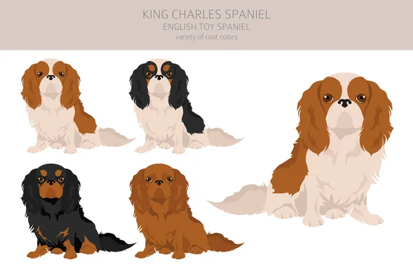 Kral Chares Spaniel Tırmanıyor Farklı Pozlar Farklı Renkler Vektör Illüstrasyonu — Stok Vektör