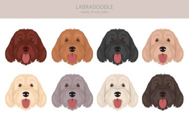 Labradoodle klipsi. Farklı pozlar, farklı renkler. Vektör illüstrasyonu