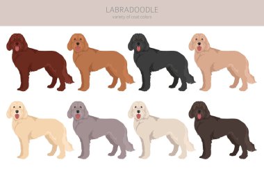 Labradoodle klipsi. Farklı pozlar, farklı renkler. Vektör illüstrasyonu