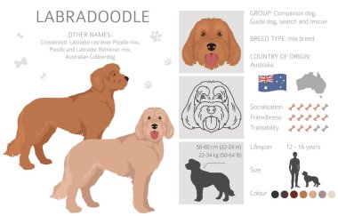 Labradoodle clipart. Different poses, coat colors set.  Vector illustration clipart