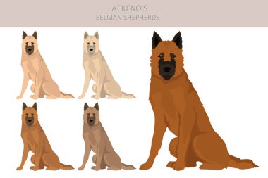 Belçika Laekenois Clipart. Farklı pozlar, farklı renkler. Vektör illüstrasyonu