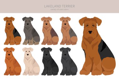 Lakeland Teriyeri. Farklı pozlar, farklı renkler. Vektör illüstrasyonu