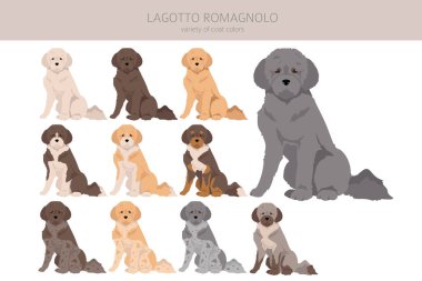 Lagotto Romagnolo clipart. Farklı pozlar, farklı renkler. Vektör illüstrasyonu