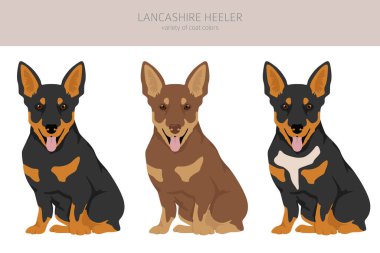Lancashire Heeler tırnağı. Farklı pozlar, farklı renkler. Vektör illüstrasyonu
