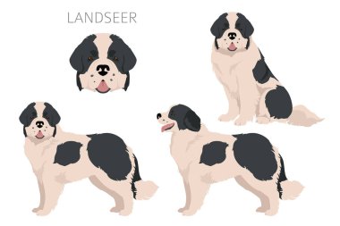 Landseer dog clipart. Different coat colors set.  Vector illustration clipart