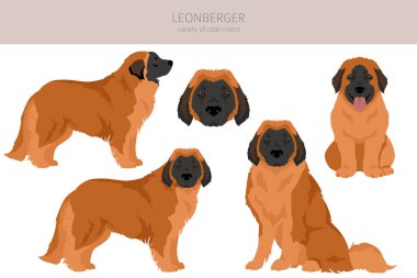 Leonberger klipsi. Farklı pozlar, farklı renkler. Vektör illüstrasyonu