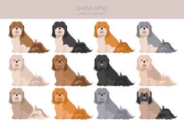 Lhasa Apso clipart. Farklı pozlar, farklı renkler. Vektör illüstrasyonu