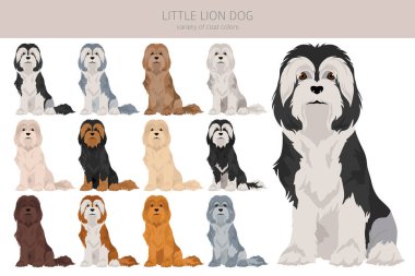 Küçük aslan köpek klipsi. Farklı pozlar, farklı renkler. Vektör illüstrasyonu