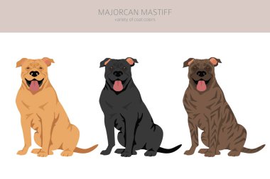 Binbaşı Mastiff Clipart. Tüm ceket renkleri ayarlandı. Bütün köpekler karakteristik bilgileri çoğaltır. Vektör illüstrasyonu