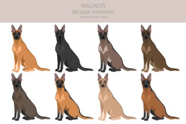 Belçikalı Malinois Clipart. Farklı pozlar, farklı renkler. Vektör illüstrasyonu