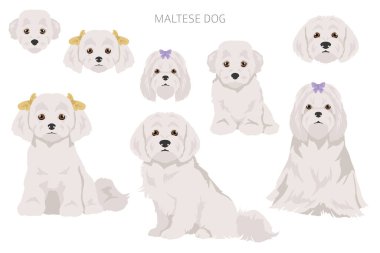 Farklı pozlarda Malta köpekleri. Yetişkin ve harika dane yavrusu seti. Vektör illüstrasyonu