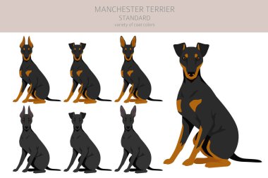 Manchester Terrier standart klipsi. Farklı pozlar, farklı renkler. Vektör illüstrasyonu