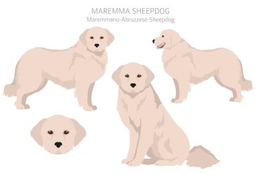 Maremma çoban köpeği klibi. Farklı pozlar, farklı renkler. Vektör illüstrasyonu