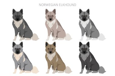 Norveç Elkhound Clipart 'ı. Farklı pozlar, farklı renkler. Vektör illüstrasyonu