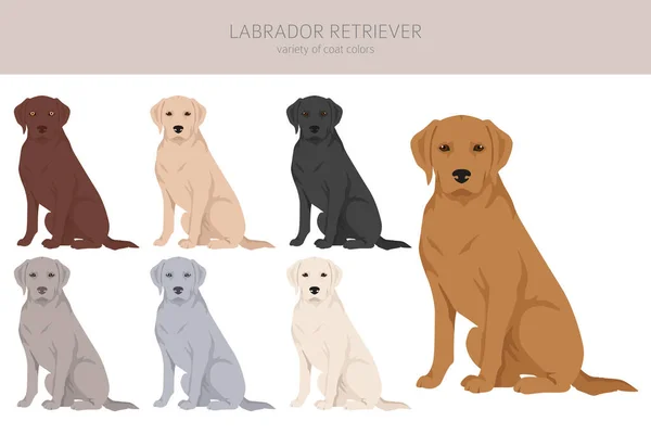 Labrador Retriever Cães Diferentes Poses Clipart Cores Revestimento Ilustração Vetorial — Vetor de Stock