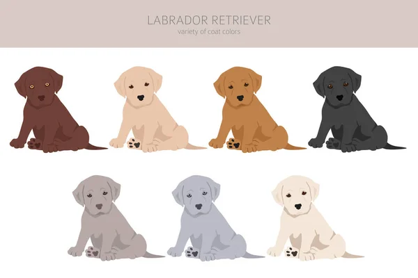 Perros Labrador Retriever Diferentes Poses Pelaje Colores Clipart Ilustración Vectorial — Archivo Imágenes Vectoriales