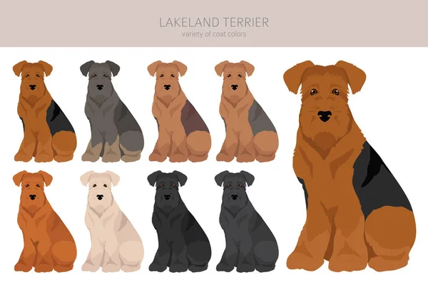 Clipart Lakeland Terrier Poses Diferentes Conjunto Cores Casaco Ilustração Vetorial —  Vetores de Stock