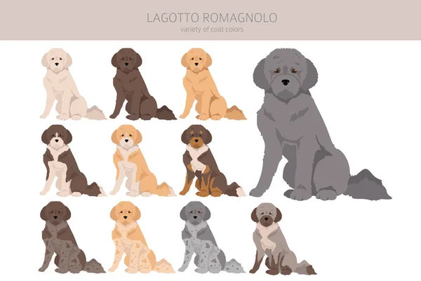 Kliparty Lagotto Romagnolo Różne Pozy Zestaw Kolorów Płaszcza Ilustracja Wektora — Wektor stockowy