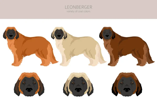 Kliparty Leonbergera Różne Pozy Zestaw Kolorów Płaszcza Ilustracja Wektora — Wektor stockowy