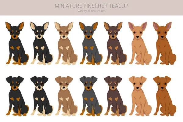 Clipart Miniature Pinscher Tasse Thé Différentes Poses Couleurs Manteau Réglées — Image vectorielle