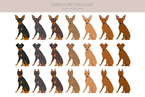 Miniatuur Pinscher Clipart Verschillende Houdingen Jas Kleuren Set Vectorillustratie — Stockvector
