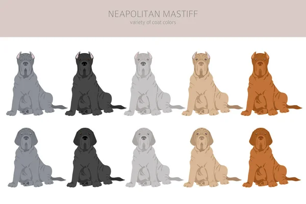 Neapolitanska Mastiff Mastino Neapolitano Clipart Olika Poser Olika Pälsfärger Vektorillustration — Stock vektor
