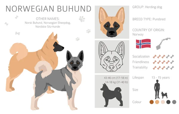 Norveç Buhund Clipart Farklı Pozlar Farklı Renkler Vektör Illüstrasyonu — Stok Vektör