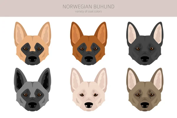 Norwegische Buhund Clique Verschiedene Posen Festgelegte Fellfarben Vektorillustration — Stockvektor