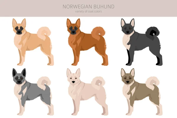 Norweski Kliparty Buhund Różne Pozy Zestaw Kolorów Płaszcza Ilustracja Wektora — Wektor stockowy
