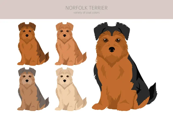 Clipart Norfolk Terrier Différentes Poses Couleurs Manteau Réglées Illustration Vectorielle — Image vectorielle