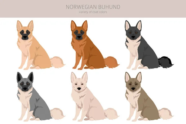 Norské Buhundské Klima Různé Pózy Barvy Srsti Nastaveny Vektorová Ilustrace — Stockový vektor