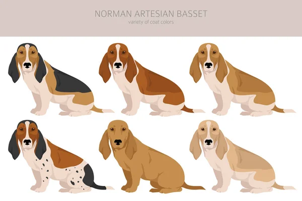 Norman Artesian Basset Clipart Semua Warna Mantel Diatur Semua Anjing - Stok Vektor