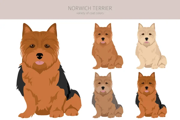 Norwich Terrier Clipart Different Poses Coat Colors Set Vector Illustration — Stock Vector