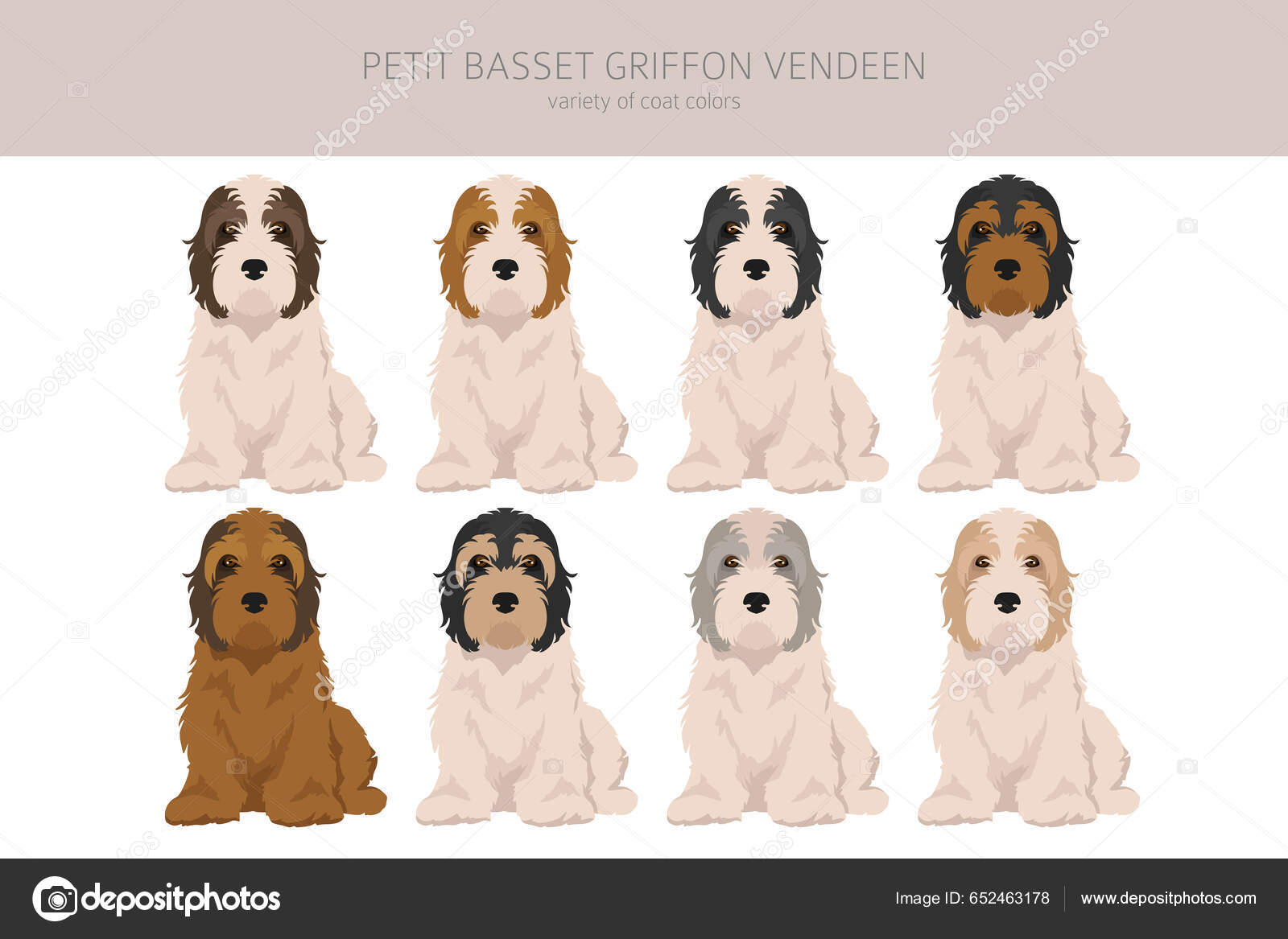 Petit Basset Griffon Vendeen Clipart Forskjellige Positurer