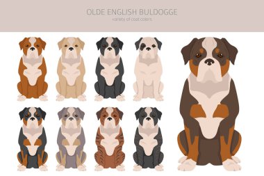 Eski İngiliz Bulldogge, Leavitt Bulldog kliplerinden. Farklı pozlar, farklı renkler. Vektör illüstrasyonu