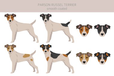 Parson Russel terrier smooth coated clipart. Different poses, coat colors set.  Vector illustration clipart