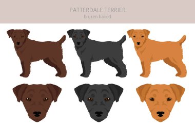 Patterdale Teriyeri 'nin kırık tüylü klipsi. Tüm ceket renkleri ayarlandı. Bütün köpekler karakteristik bilgileri çoğaltır. Vektör illüstrasyonu