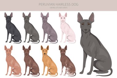 Peruvian hairless dog clipart. Different poses, coat colors set.  Vector illustration clipart