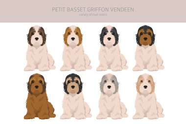 Petit Basset Griffon Vendeen klibi. Farklı pozlar, farklı renkler. Vektör illüstrasyonu