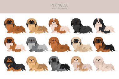 Pekin köpek klipsi. Farklı pozlar, farklı renkler. Vektör illüstrasyonu