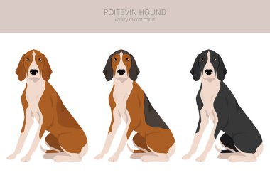 Poitevin Tazı Clipart. Tüm ceket renkleri ayarlandı. Bütün köpekler karakteristik bilgileri çoğaltır. Vektör illüstrasyonu