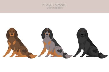 Picardy Spaniel tırmanışı. Tüm ceket renkleri ayarlandı. Bütün köpekler karakteristik bilgileri çoğaltır. Vektör illüstrasyonu