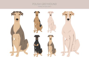 Polonyalı Greyhound Clipart. Tüm ceket renkleri ayarlandı. Bütün köpekler karakteristik bilgileri çoğaltır. Vektör illüstrasyonu