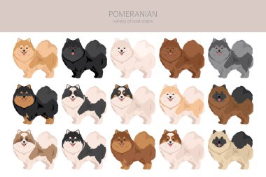 Pomeranya Alman Spitz Clipart. Farklı pozlar, farklı renkler. Vektör illüstrasyonu