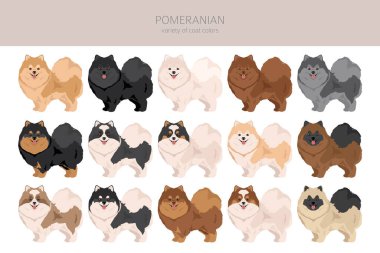 Pomeranian German spitz clipart. Different poses, coat colors set.  Vector illustration clipart