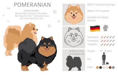 Pomeranya Alman Spitz Clipart. Farklı pozlar, farklı renkler. Vektör illüstrasyonu